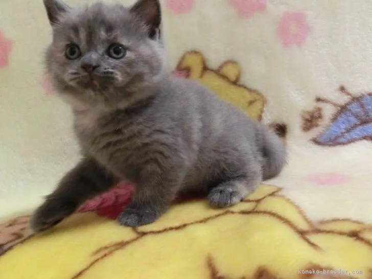 とも 様のお迎えした子猫