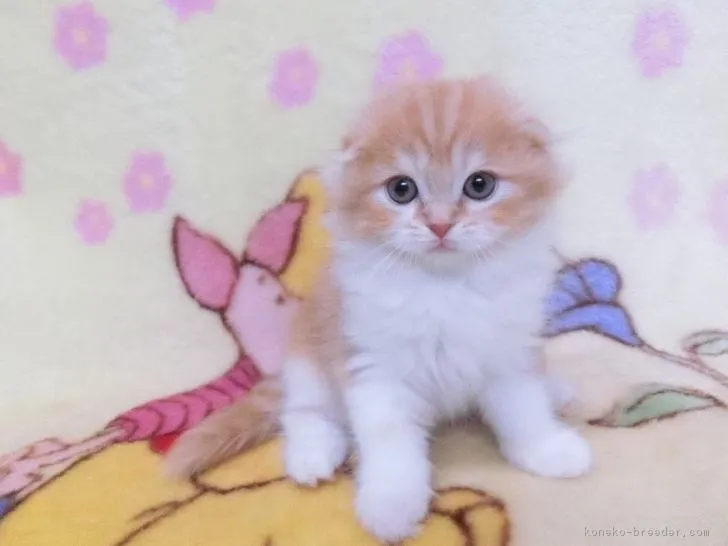 のあこ 様のお迎えした子猫