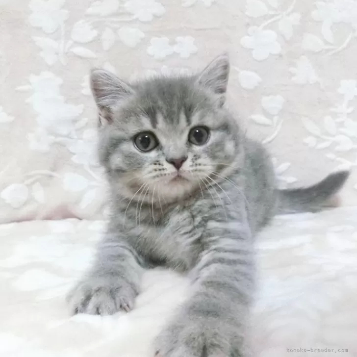 ID:2402-01915の子猫