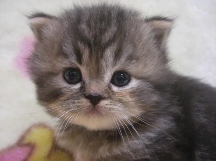てんちゃんの母 様のお迎えした子猫