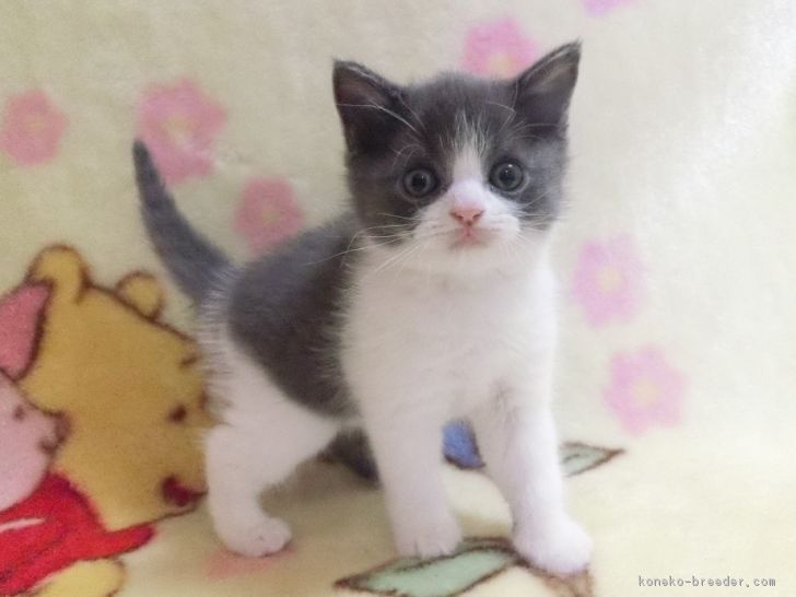 ブリティッシュショートヘア 鹿児島県 男の子 17年1月14日 ブルーホワイト ハチワレ の子 みんなの子猫ブリーダー 子猫id 1702