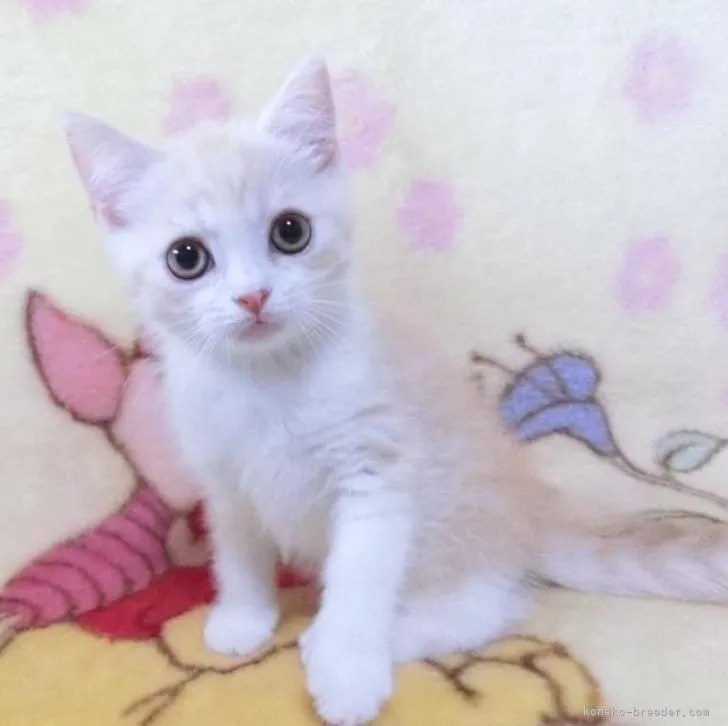 ID：2209-01180の子猫