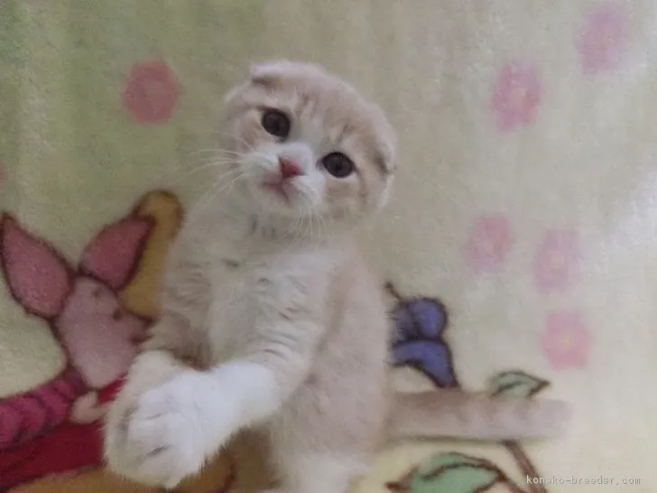 fukuchan 様のお迎えした子猫
