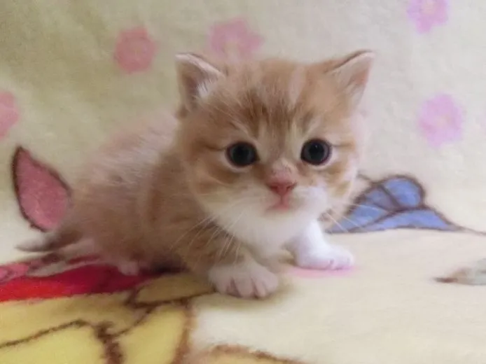 まめ 様のお迎えした子猫