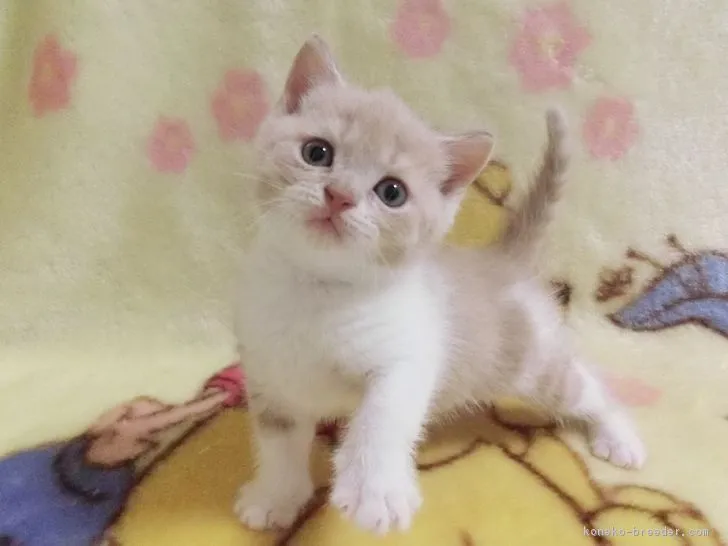 靴子 様のお迎えした子猫