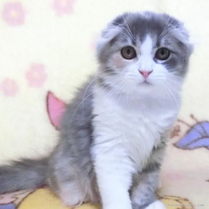 ID：2207-01170の子猫