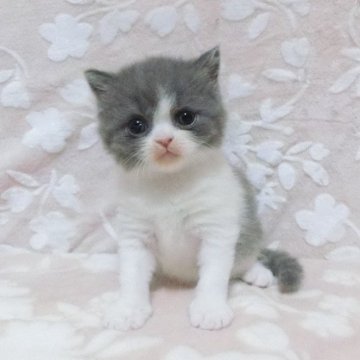 ブリティッシュショートヘア【鹿児島県・女の子・2024年7月22日・ブルーホワイト】の写真「ハチワレの子です。😊❗️」