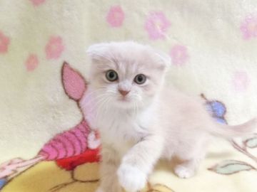 スコティッシュフォールド(折れ耳)【鹿児島県・男の子・2017年12月8日・クリーム&ホワイト】の写真「折れ耳のかわいい男の子です！」