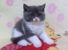 ブリティッシュショートヘア【鹿児島県・男の子・2022年1月19日・ブルーホワイト】の写真1