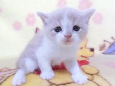 鹿児島県の子猫を探す みんなの子猫ブリーダー 鹿児島県の子猫を探す みんなの子猫ブリーダー