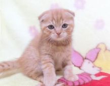 みんなの猫図鑑 鹿児島県で評判の良い猫のブリーダー キャッテリー紹介