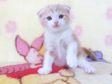 鹿児島県の子猫を探す みんなの子猫ブリーダー 鹿児島県の子猫を探す みんなの子猫ブリーダー