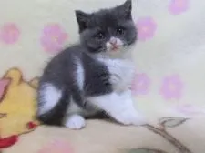 ブリティッシュショートヘア【鹿児島県・男の子・2022年1月19日・ブルーホワイト】の写真3