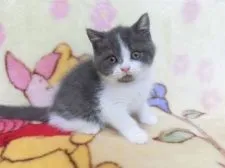 ブリティッシュショートヘア【鹿児島県・女の子・2019年6月23日・ブルーホワイト】の写真3