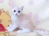 スコティッシュフォールド(立ち耳)【鹿児島県・男の子・2022年8月6日・クリームタビー&ホワイト】の写真3