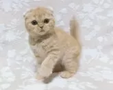 スコティッシュフォールド(折れ耳)【鹿児島県・女の子・2023年11月4日・レッドタビー】の写真4