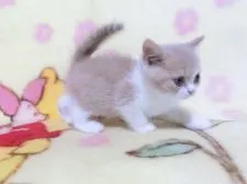 ブリティッシュショートヘア【鹿児島県・男の子・2021年5月29日・クリームタビー&ホワイト】の写真4