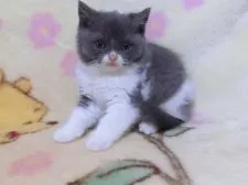 ブリティッシュショートヘア【鹿児島県・男の子・2022年1月19日・ブルーホワイト】の写真4