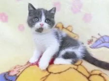 ブリティッシュショートヘア【鹿児島県・女の子・2019年6月23日・ブルーホワイト】の写真4