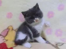 ブリティッシュショートヘア【鹿児島県・男の子・2022年1月19日・ブルーホワイト】の写真5