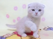 スコティッシュフォールド(折れ耳)【鹿児島県・男の子・2022年1月13日・クリームタビー】の写真5