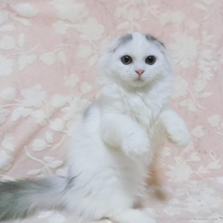 ブリーダー画像