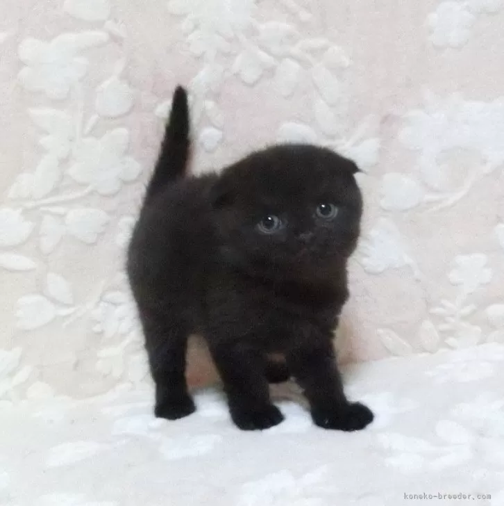 ID：2501-00340の子猫