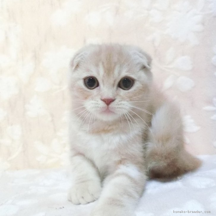 ブリーダー画像