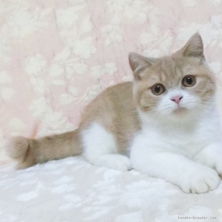 新品未使用！Dodge猫耳アンゴラ三毛猫ワッチ （オフホワイト） 時間指定不可】 新品未使用！Dodge猫耳アンゴラ三毛猫ワッチ