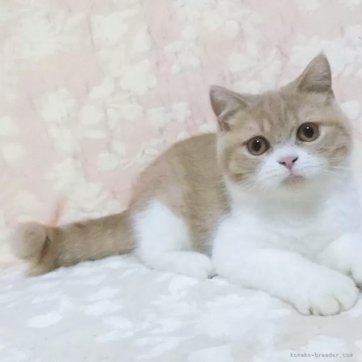 ID：2504-00104の子猫