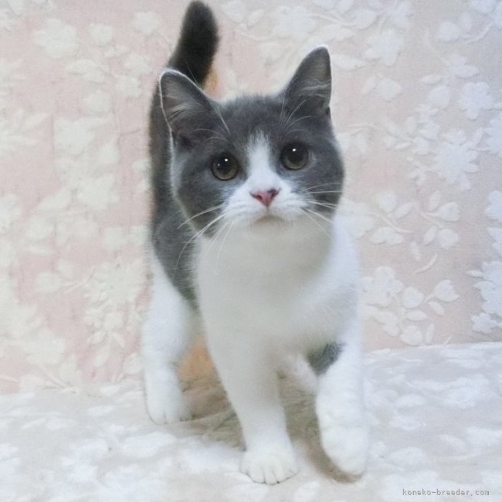 新品未使用！Dodge猫耳アンゴラ三毛猫ワッチ （オフホワイト） 時間指定不可】 新品未使用！Dodge猫耳アンゴラ三毛猫ワッチ