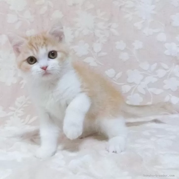 ID：2501-01356の子猫