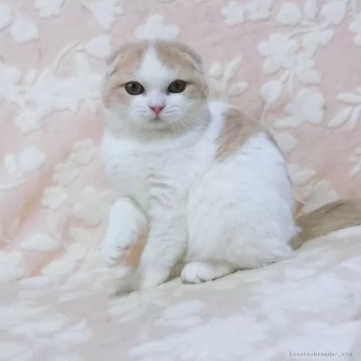 ID:2410-01086の子猫