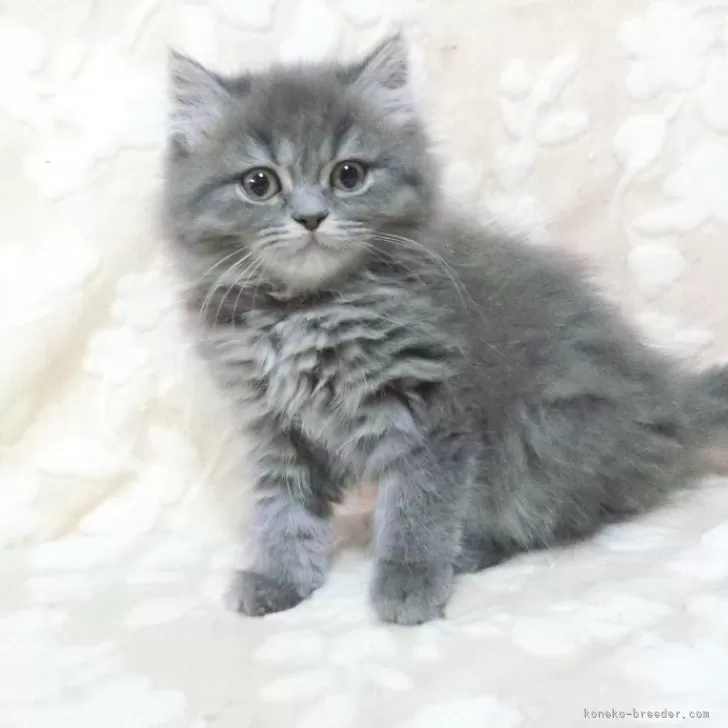 ID：2412-00251の子猫