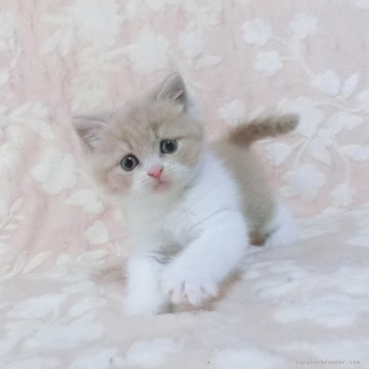 ブリーダー画像