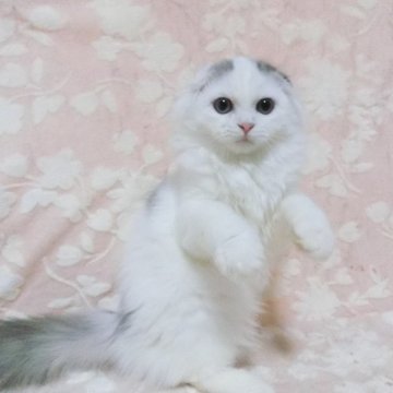 スコティッシュフォールド(折れ耳)【鹿児島県・男の子・2025年7月30日・ブルータビー&ホワイト】の写真「可愛い子です。😊」