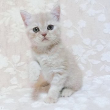 スコティッシュフォールド(立ち耳)【鹿児島県・女の子・2025年9月22日・クリーム】の写真「可愛い子です。😊❗️」