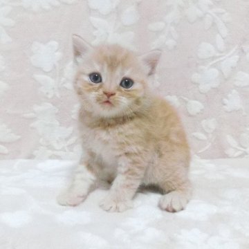 スコティッシュフォールド(立ち耳)【鹿児島県・女の子・2025年9月22日・レッドタビー】の写真「可愛い子です。」