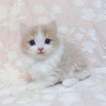 スコティッシュフォールド(立ち耳)【鹿児島県・男の子・2025年9月22日・クリーム&ホワイト】の写真「可愛い子です。😊❗️」