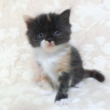 スコティッシュフォールド(立ち耳)【鹿児島県・女の子・2025年6月7日・キャリコ】の写真「立ち耳の女の子😊❗️」