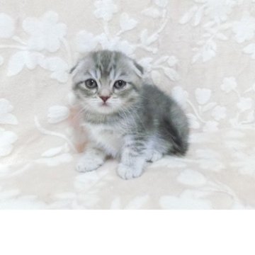 スコティッシュフォールド(立ち耳)【鹿児島県・男の子・2025年7月30日・ブルータビー】の写真「可愛い子です。」