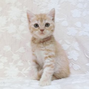 スコティッシュフォールド(立ち耳)【鹿児島県・女の子・2025年9月22日・レッドタビー】の写真「可愛い子です。😊」