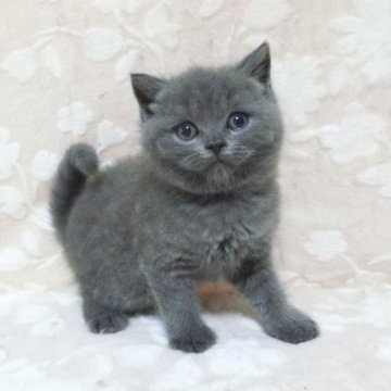 ブリティッシュショートヘア【鹿児島県・男の子・2025年7月16日・ブルー】の写真「可愛い男の子」