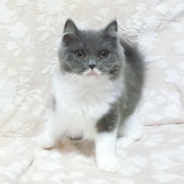 ブリティッシュショートヘア【鹿児島県・女の子・2025年1月18日・ブルーホワイト】の写真「出臍です。」