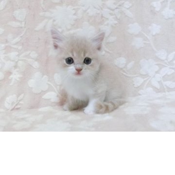 スコティッシュフォールド(立ち耳)【鹿児島県・男の子・2025年7月30日・クリータビー&ホワイト】の写真「可愛い子です。😊」