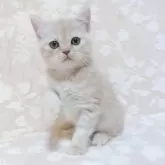 スコティッシュフォールド(立ち耳)