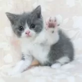 ブリティッシュショートヘア