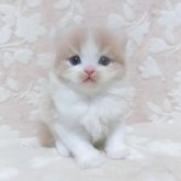 スコティッシュフォールド(立ち耳)