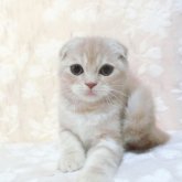 スコティッシュフォールド