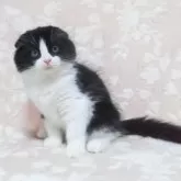 スコティッシュフォールド(折れ耳)